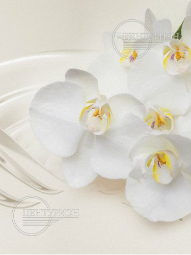 Фото. Кухонный фартук Молочная орхидея (Ф-340). Строй-Отделка